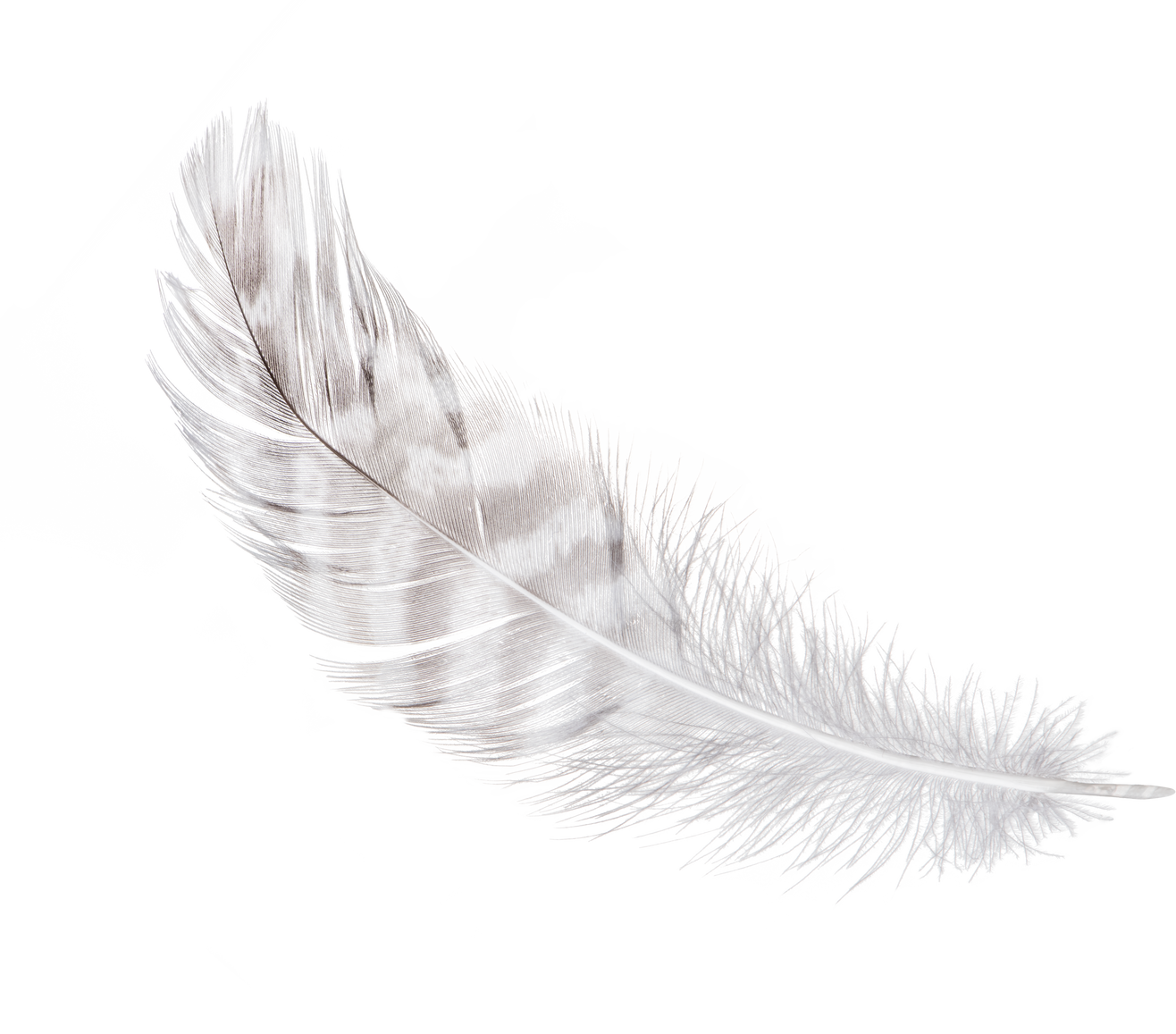 White Feather Isolated