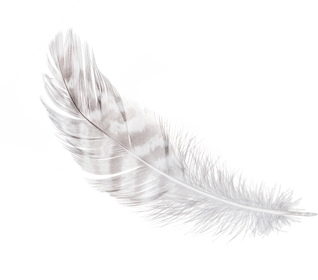 White Feather Isolated